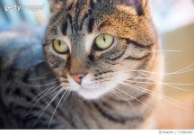 713882497 | 게티이미지코리아 | Close-Up Portrait Of Cat Royalty-Free 이미지