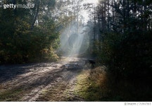 713917015 | 게티이미지코리아 | Side View Of Dog Walking In Forest Royalty-Free 이미지