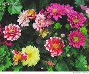 713966425 | 게티이미지코리아 | Close-Up Of Pink Flowers Blooming Outdoors Royalty-Free 이미지