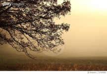 713999981 | 게티이미지코리아 | Tree By Sea Against Sky During Sunset Royalty-Free 이미지