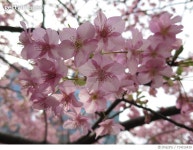 714015439 | 게티이미지코리아 | Close-Up Of Pink Flowers On Tree Royalty-Free 이미지