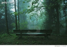 벤치 포레스트(Bench forest) | 717243457 | 게티이미지코리아 | Empty Bench In Forest Royalty-Free 이미지