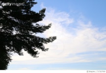 717267999 | 게티이미지코리아 | Low Angle View Of Trees Against Sky Royalty-Free 이미지
