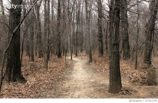 717311735 | 게티이미지코리아 | Close-Up Of Trees In Forest Royalty-Free 이미지