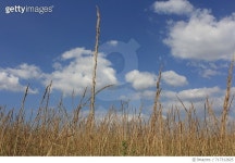 717312825 | 게티이미지코리아 | Scenic View Of Field Against Cloudy Sky Royalty-Free 이미지