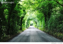 717332801 | 게티이미지코리아 | Trees Along Road Royalty-Free 이미지