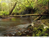 717333465 | 게티이미지코리아 | Reflection Of Trees In Lake Royalty-Free 이미지