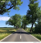 717346153 | 게티이미지코리아 | Empty Road Along Trees Royalty-Free 이미지