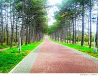 717349011 | 게티이미지코리아 | Empty Road Along Trees Royalty-Free 이미지
