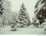 717357855 | 게티이미지코리아 | Snow Covered Trees Against Sky Royalty-Free 이미지