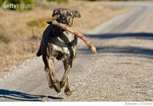 717374243 | 게티이미지코리아 | Close-Up Of Running Dog Royalty-Free 이미지