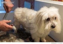 717378291 | 게티이미지코리아 | Close-Up Of Hand Grooming Dog Royalty-Free 이미지