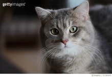 717383475 | 게티이미지코리아 | Close-Up Portrait Of Cat Royalty-Free 이미지