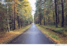 717395173 | 게티이미지코리아 | Empty Road Along Trees Royalty-Free 이미지