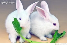 617475976 | 게티이미지코리아 | rabbit brother Royalty-Free 이미지