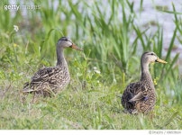 658535624 | 게티이미지코리아 | Pair of Mottled Ducks Royalty-Free 이미지