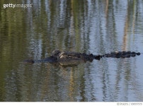 658557570 | 게티이미지코리아 | Alligator in the water Royalty-Free 이미지