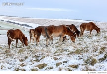 658793688 | 게티이미지코리아 | Snow on South Downs Royalty-Free 이미지