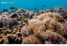 659989130 | 게티이미지코리아 | Beautiful Coral reef in Nyaung Oo Phee island, Myanmar Royalty-Free 이미지