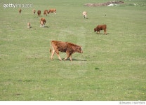 660775870 | 게티이미지코리아 | Grazing Cattle Royalty-Free 이미지