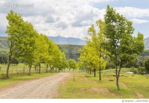 663470498 | 게티이미지코리아 | Trees become yellow at the end of summer Royalty-Free 이미지