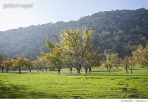 664494534 | 게티이미지코리아 | Morning Orchard Royalty-Free 이미지