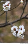 664553300 | 게티이미지코리아 | Plum Blossoms Royalty-Free 이미지
