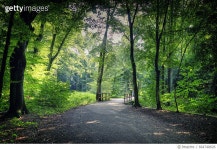 664748826 | 게티이미지코리아 | Forest Road Royalty-Free 이미지