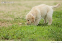 665634248 | 게티이미지코리아 | Golden Retriever Puppy Royalty-Free 이미지