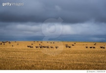 666058190 | 게티이미지코리아 | Wheatbelt region scenery Royalty-Free 이미지