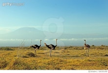 666301858 | 게티이미지코리아 | Ostriches roaming the plains beneath Mount Kilimanjaro Royalty-Free 이미지