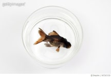 667207150 | 게티이미지코리아 | Telescopic goldfish fish or Black moor swiming in a glass of water Royalty-Free 이미지