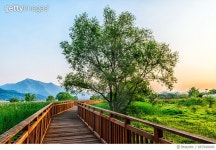 667940040 | 게티이미지코리아 | The wooden path over the swamp Royalty-Free 이미지