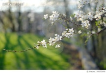 668359888 | 게티이미지코리아 | Blooming spring branch Royalty-Free 이미지