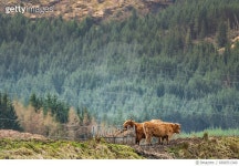 669051340 | 게티이미지코리아 | Highland Cattle Bull. Scotland. UK. Royalty-Free 이미지