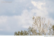 670815208 | 게티이미지코리아 | Tree Royalty-Free 이미지