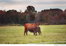 671003090 | 게티이미지코리아 | Mama Cow Nursing Calf in Vermont Royalty-Free 이미지