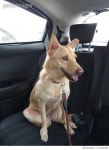713578289 | 게티이미지코리아 | Dogs on a Joy Ride Royalty-Free 이미지