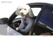 713578679 | 게티이미지코리아 | Dogs on a Joy Ride Royalty-Free 이미지