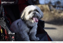 713578799 | 게티이미지코리아 | Dogs on a Joy Ride Royalty-Free 이미지