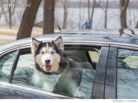 713578801 | 게티이미지코리아 | Dogs on a Joy Ride Royalty-Free 이미지
