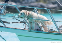 713578807 | 게티이미지코리아 | Dogs on a Joy Ride Royalty-Free 이미지