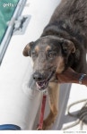 713578809 | 게티이미지코리아 | Dogs on a Joy Ride Royalty-Free 이미지