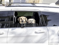 713578811 | 게티이미지코리아 | Dogs on a Joy Ride Royalty-Free 이미지
