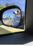 713580577 | 게티이미지코리아 | Dogs on a Joy Ride Royalty-Free 이미지