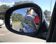 713580579 | 게티이미지코리아 | Dogs on a Joy Ride Royalty-Free 이미지