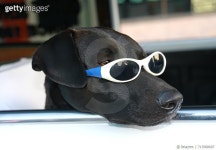 713580607 | 게티이미지코리아 | Dogs on a Joy Ride Royalty-Free 이미지