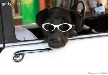 713580615 | 게티이미지코리아 | Dogs on a Joy Ride Royalty-Free 이미지