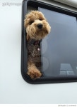 713578187 | 게티이미지코리아 | Dogs on a Joy Ride Royalty-Free 이미지