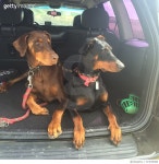 713578385 | 게티이미지코리아 | Dogs on a Joy Ride Royalty-Free 이미지
